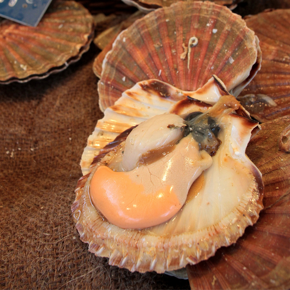 Noix St Jacques 1/2 Coquille A/corail 25-32 Perou Sac 900g