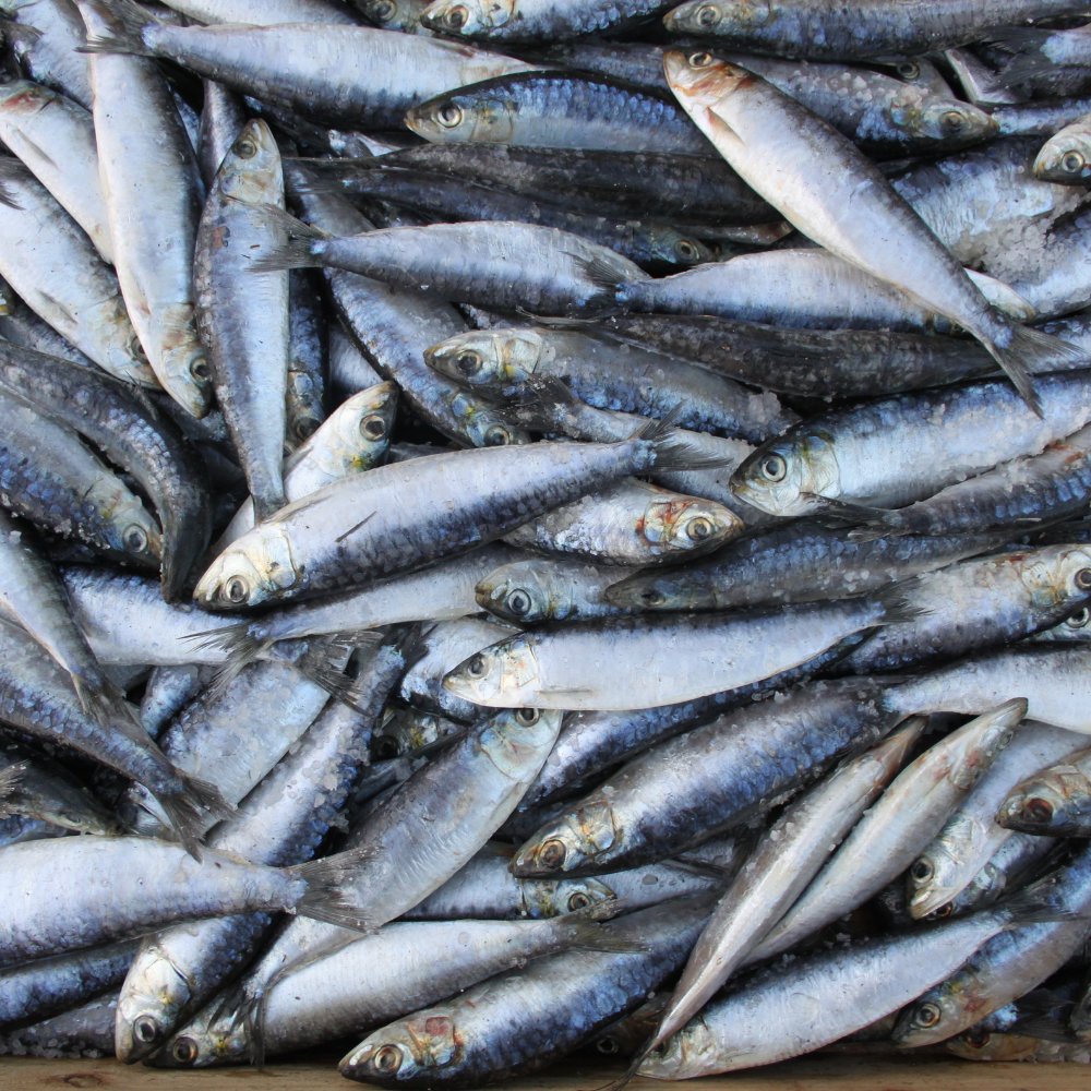 Sardines Entieres Portugal Sardina Pilchardus Sac 1kg