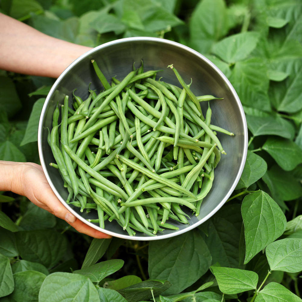Haricots Verts Bio Sachet 600g