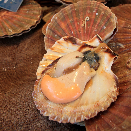 [001956] Noix St Jacques 1/2 Coquille A/corail 25-32 Perou Sac 900g